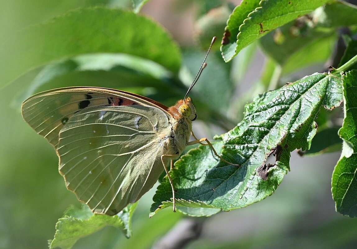 присела вздремнуть - Aleksandr .