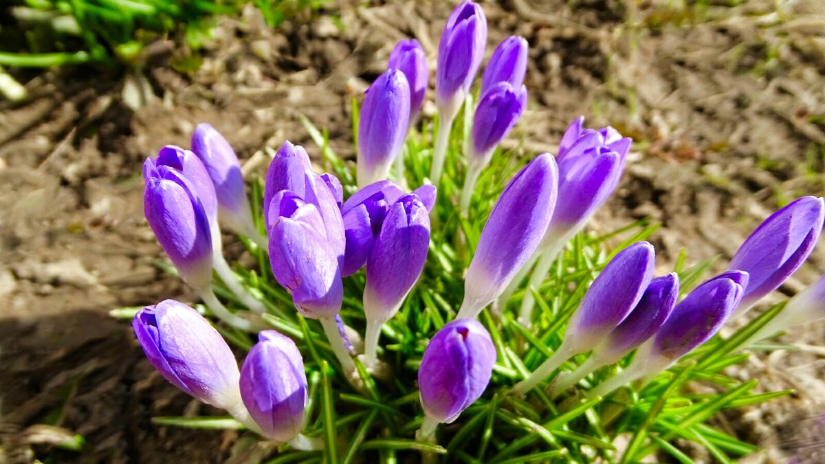 Первые весенние цветы 2026 - Милешкин Владимир Алексеевич 