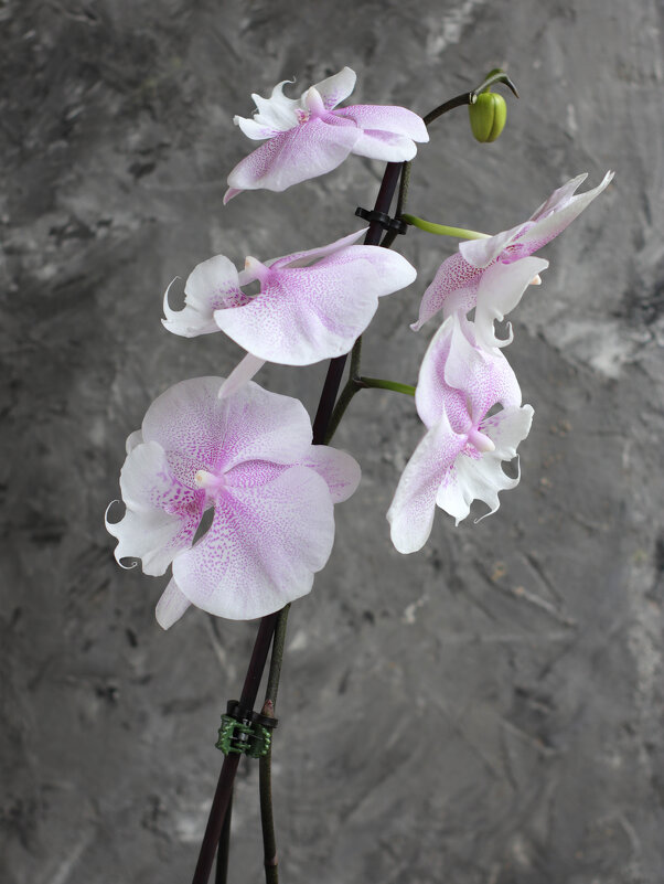 Орхидея Queen kiss - Irene Irene