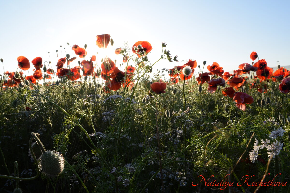 Природа Крыма - Изумительная Космея