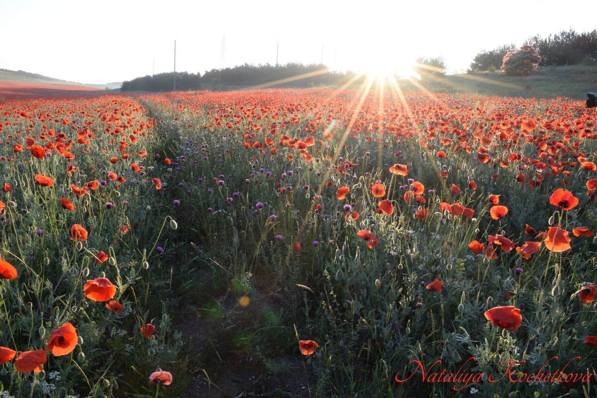 Природа Крыма - Изумительная Космея