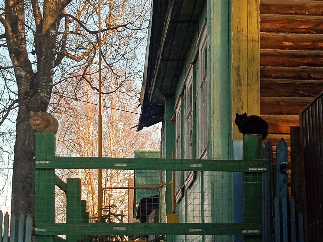 мартовские котики - Сергей Кочнев