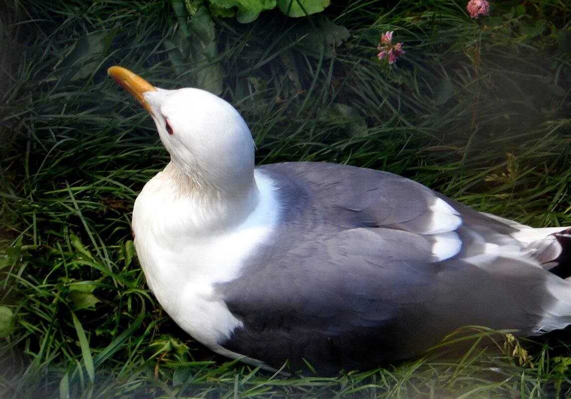 Чайка. - nadyasilyuk Вознюк