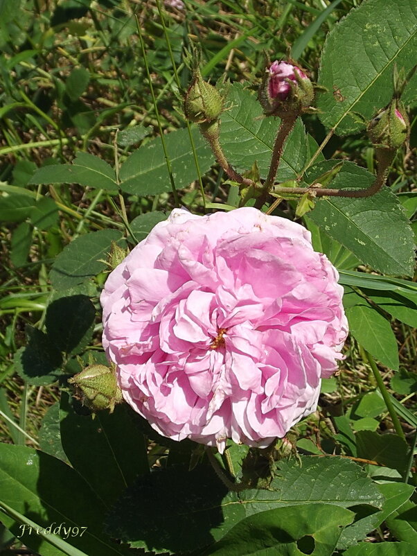 Роза - Freddy 97