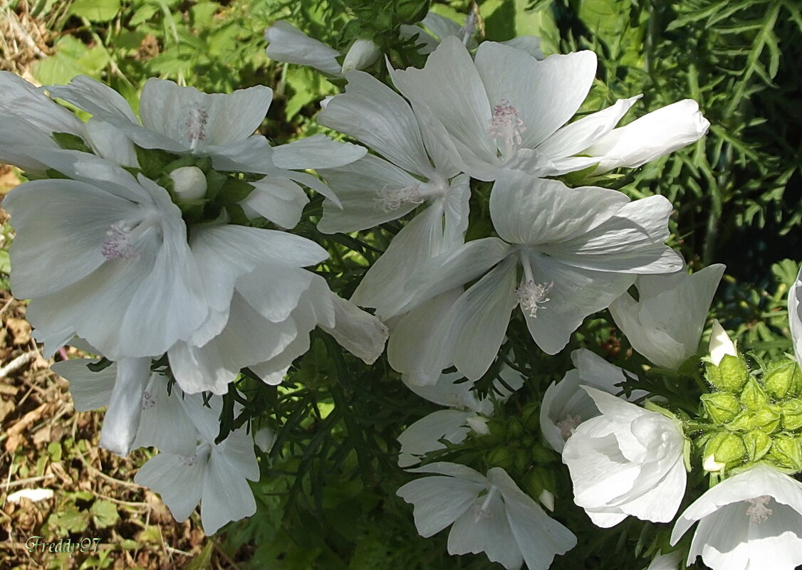 Мускусная мальва - Freddy 97
