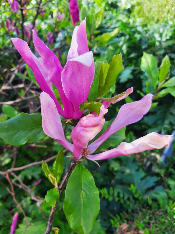 МАГНОЛИЯ - Tata Wolf