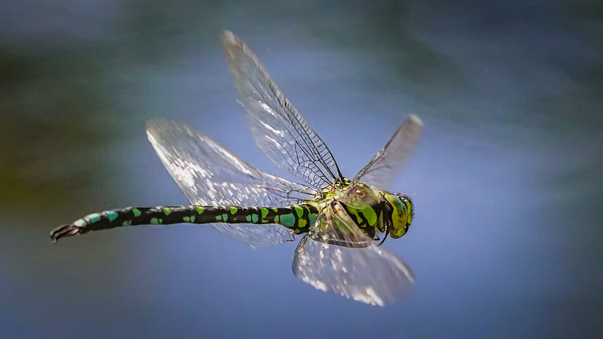 Стрекоза коромысло. - Aleksey Afonin