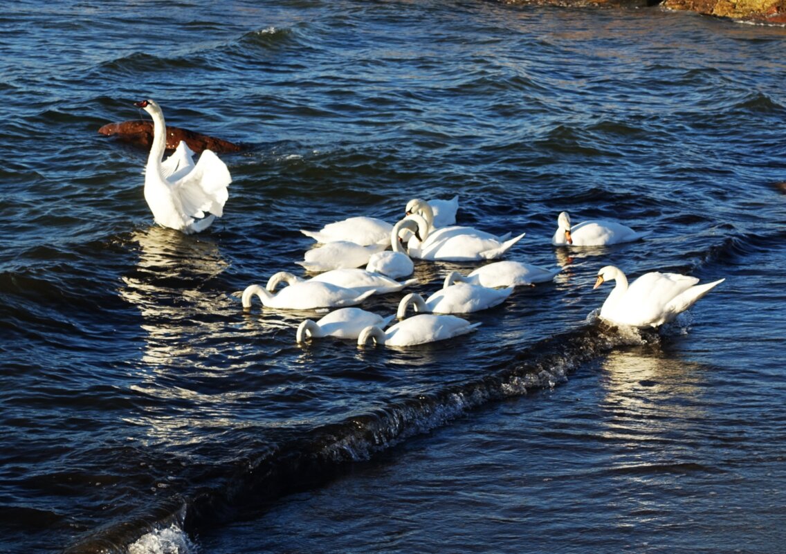 Прилетели лебеди! - Aida10 