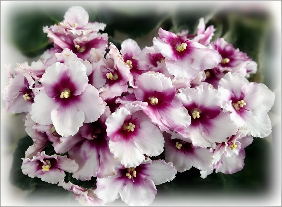 фиалка - Елена Сухорученкова