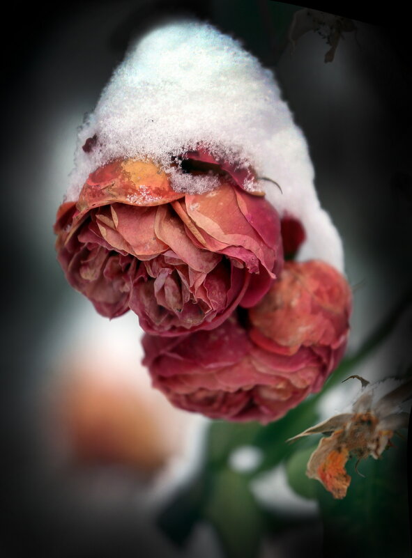 декабрь - Михаил Бибичков