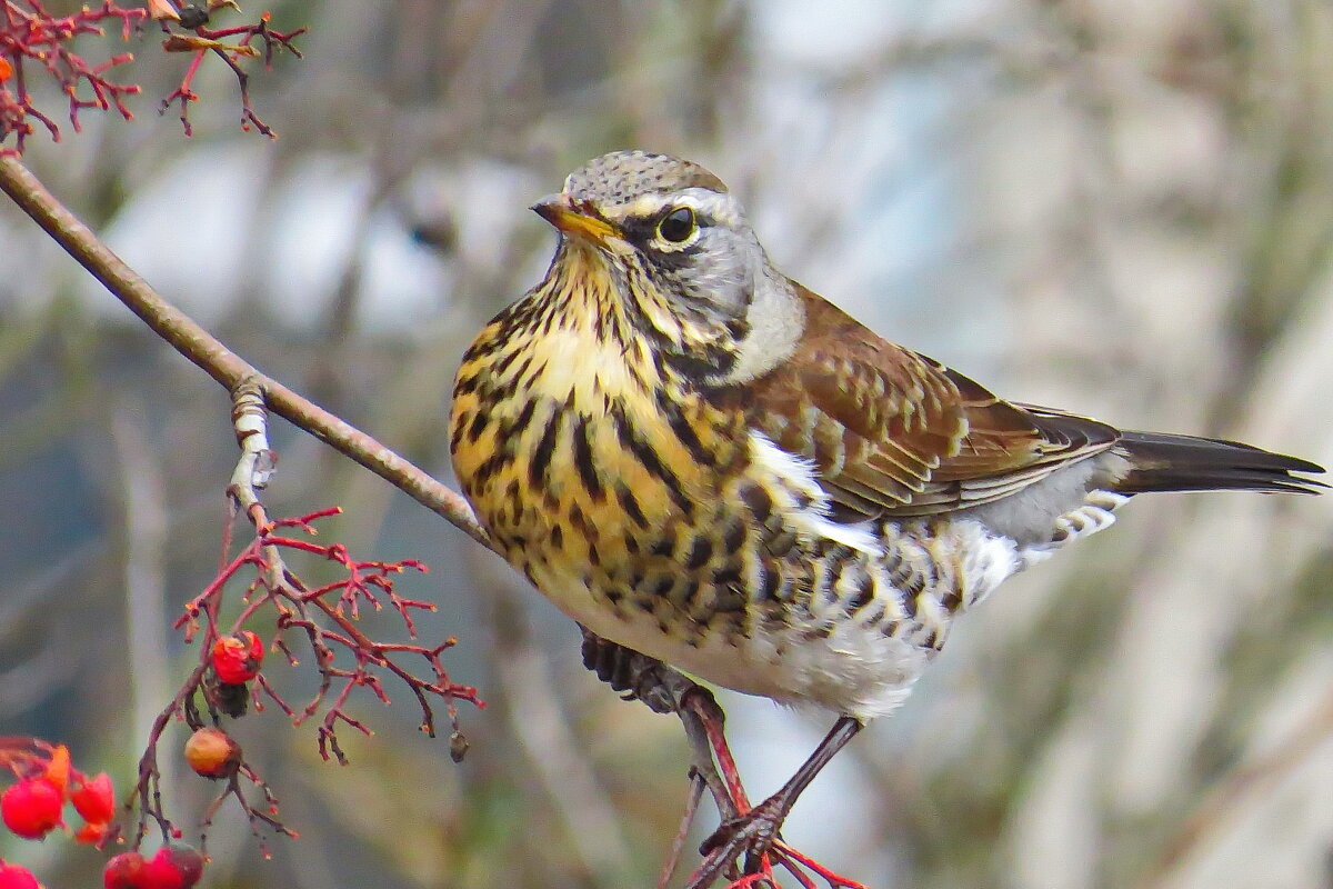 дрозд-рябинник - shasha1950 