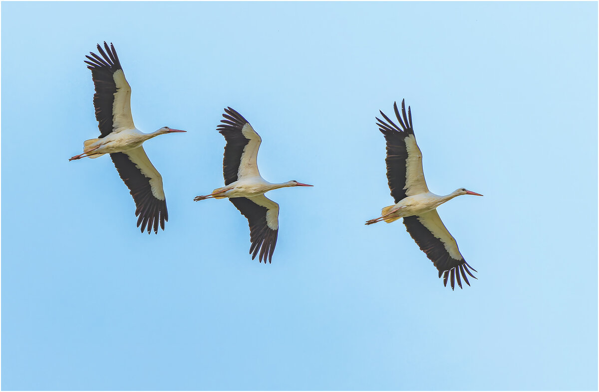 Белый аист - Александр Григорьев