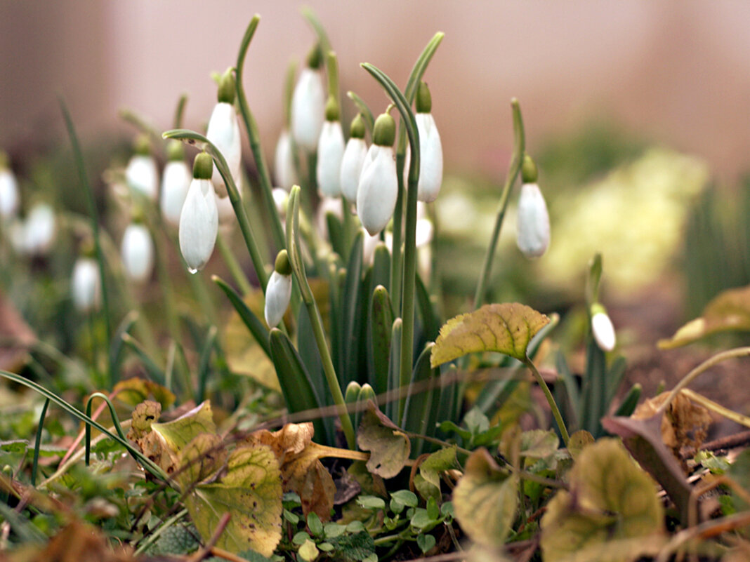 17 марта, подснежники - Татьяна Львова