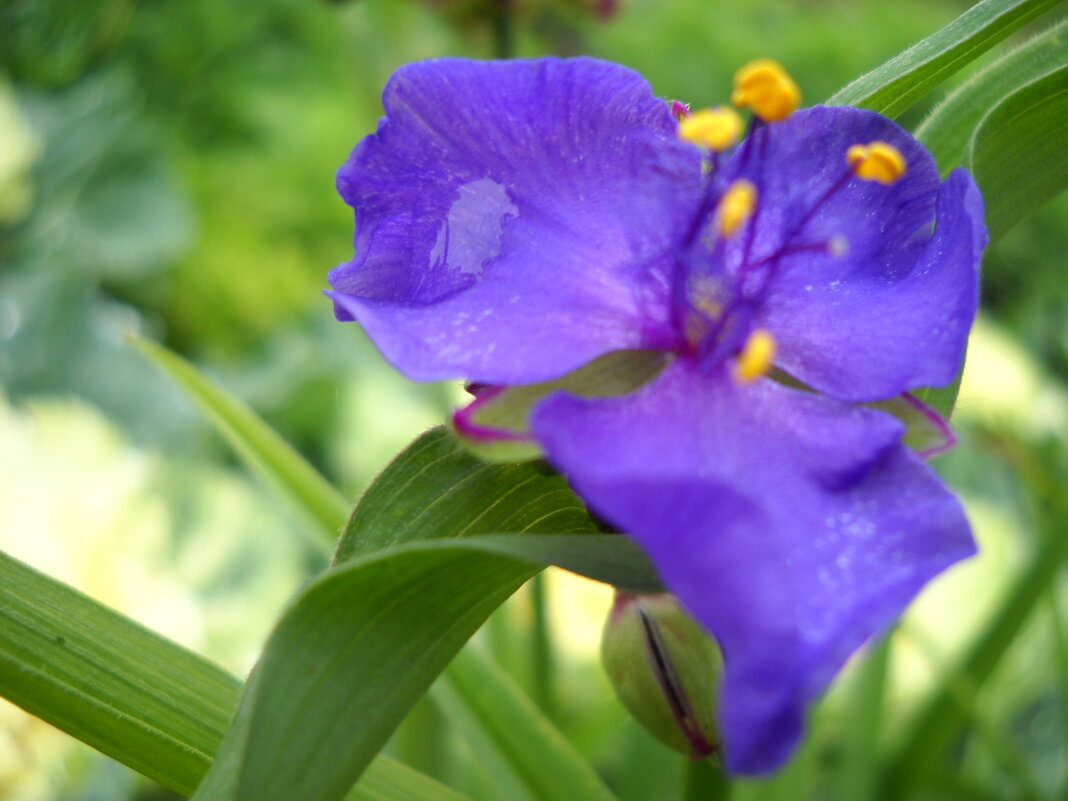 Цветок - Victoria 