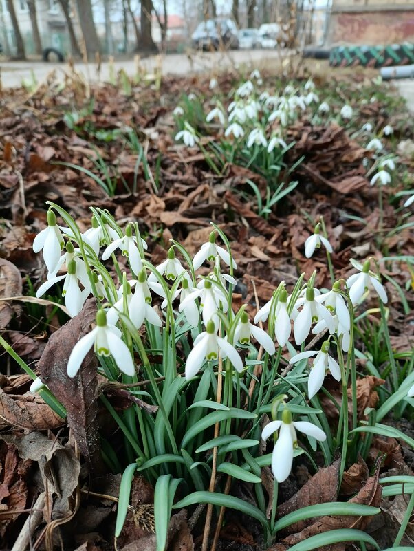 И вновь весна! - Людмила Жданова