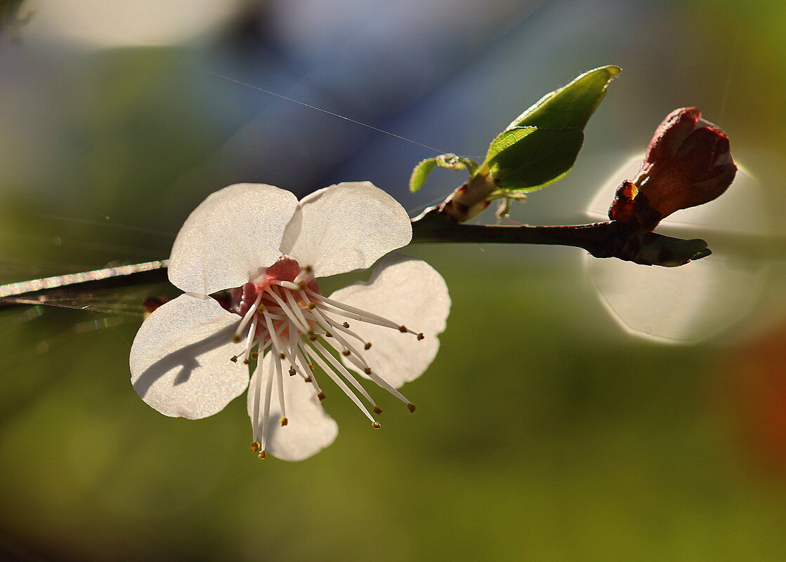 На закате. - Оля Богданович