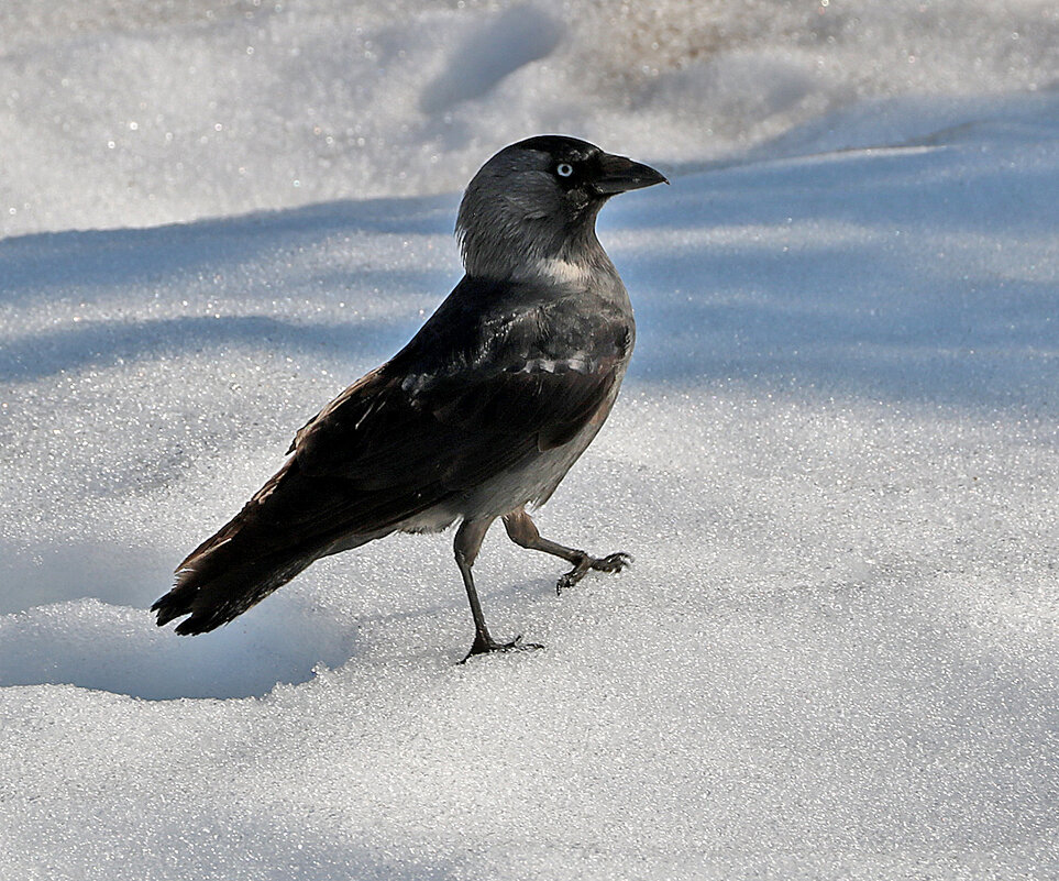 Шагом марш! - Светлана 