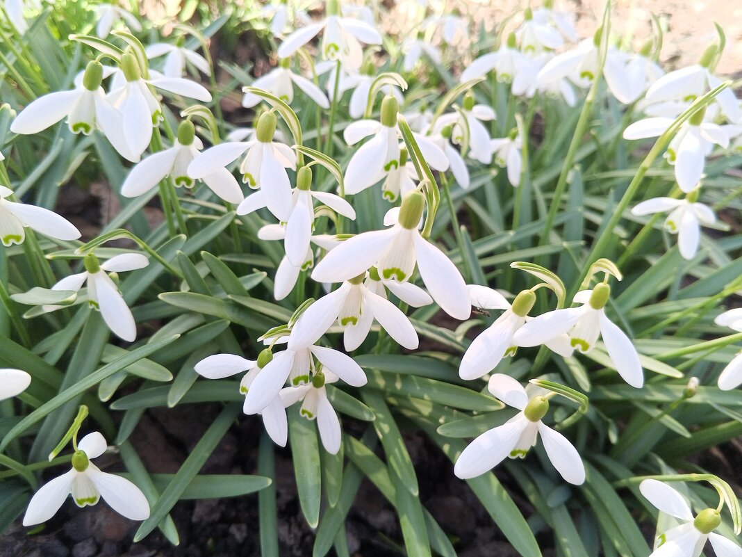 Подснежник - Сапсан 