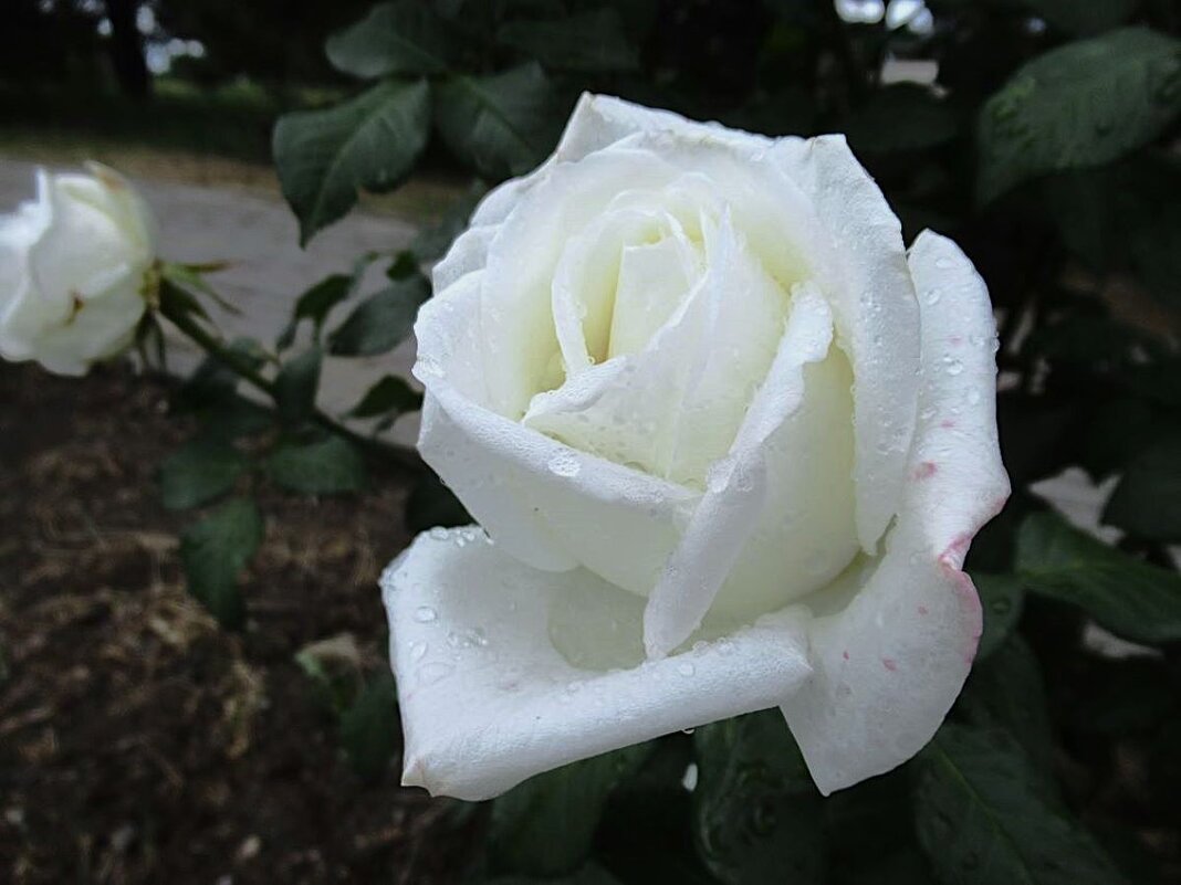 Розы... розы... - viach 