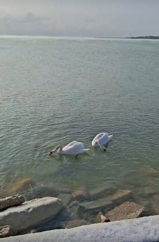 Евпатория.Лебедь-шипун (Cygnus olor), величественная водоплавающая птица - Serega SchütZ