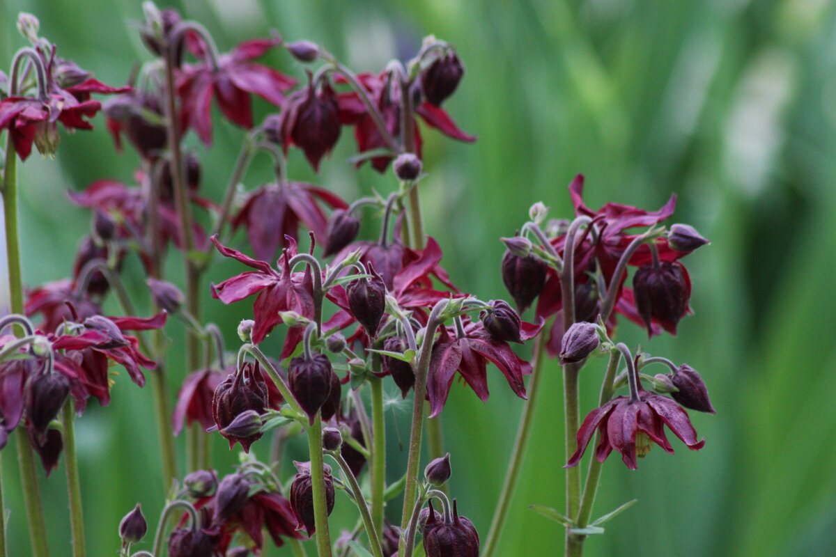 аквилегия или водосбор - Наталья Штанулина