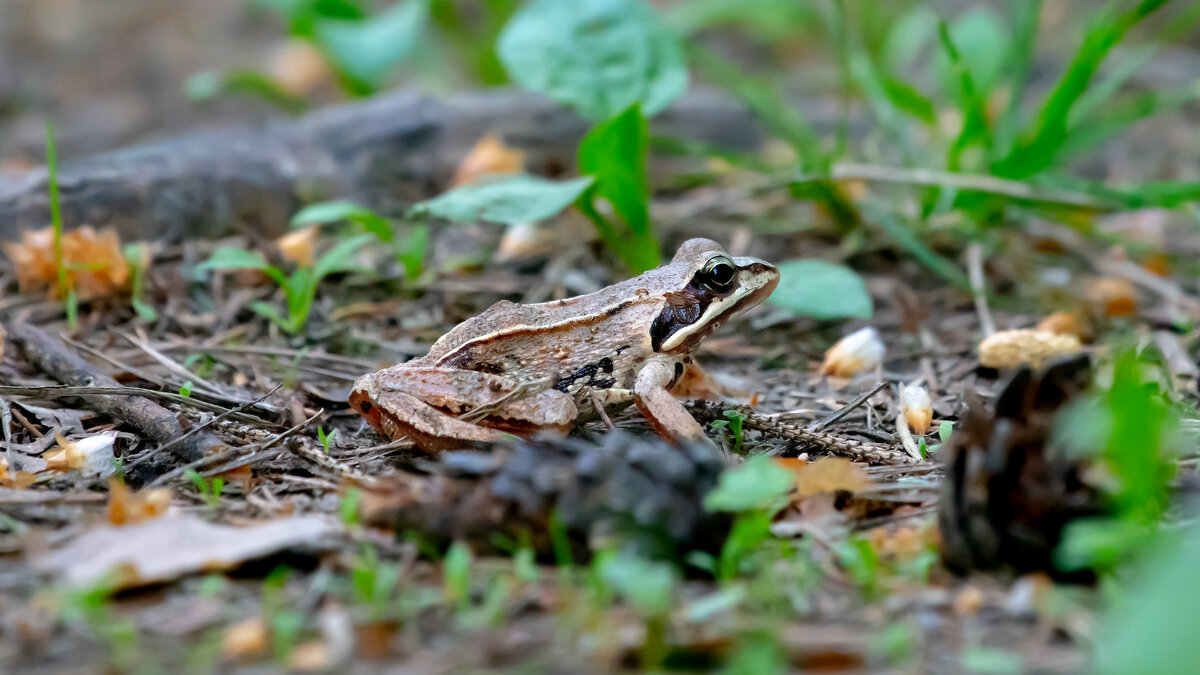 Царевна - лягушка) - Владимир Лазарев