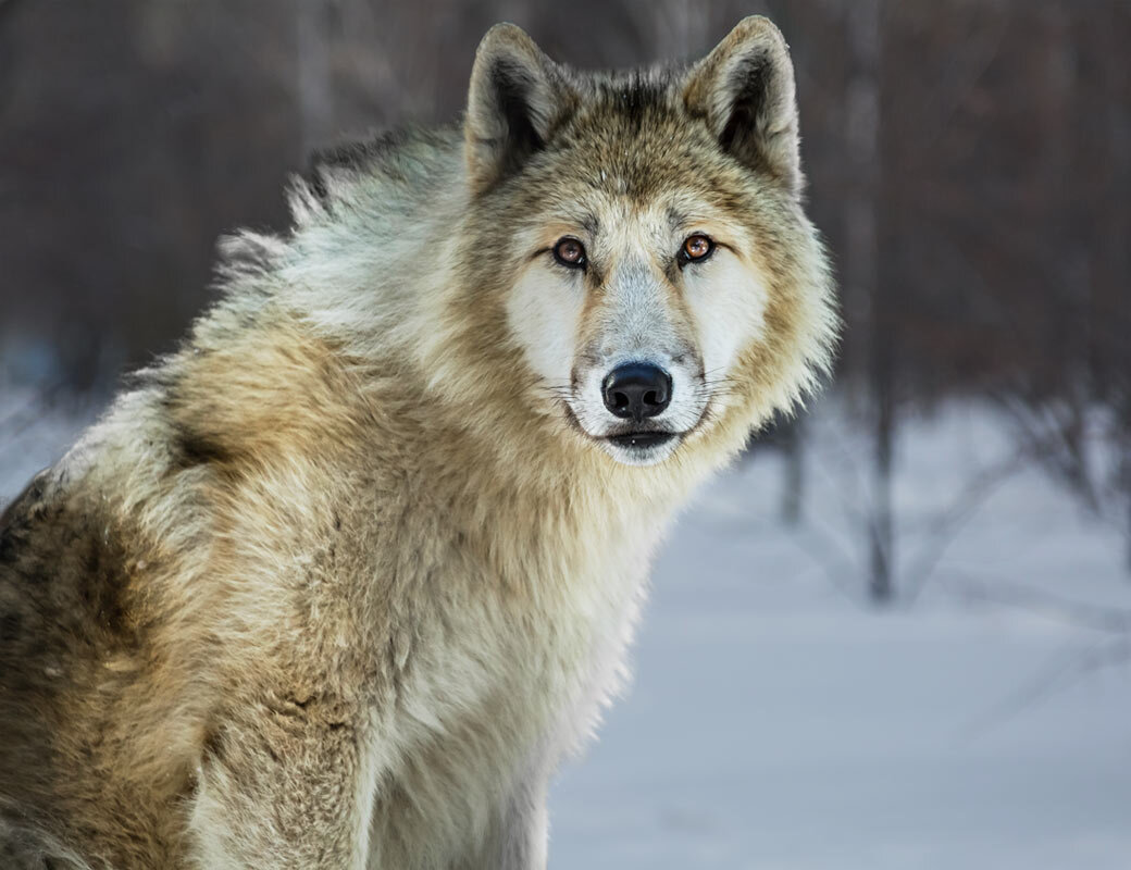 Белый волк - SanSan 