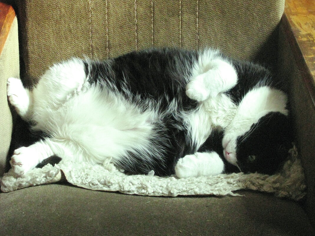 Как хочу, так и сплю - Людмила Смородинская