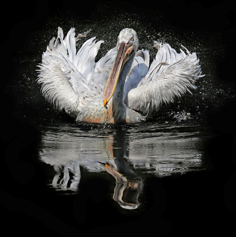 Пеликан - Михаил Бибичков