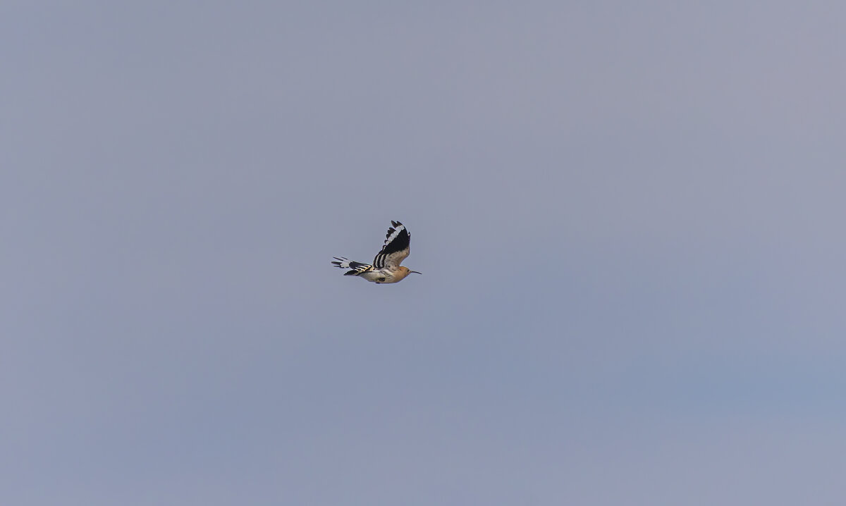 удот - юрий макаров