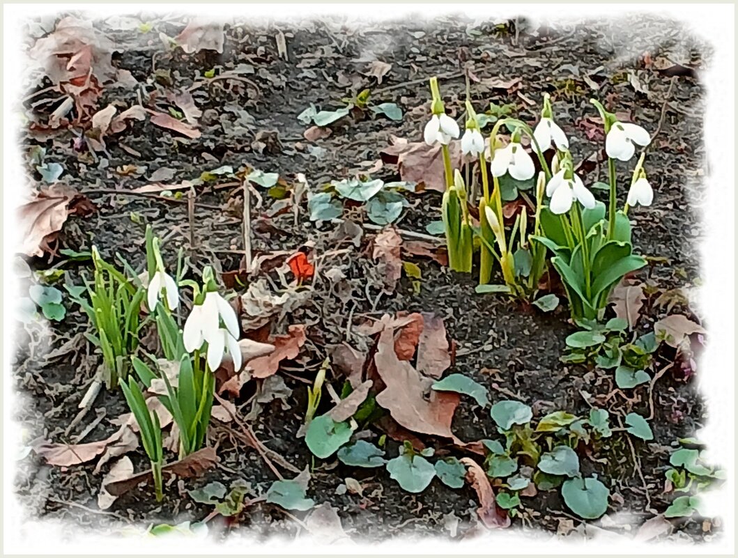 Вот и первые подснежники! - Лия ☼