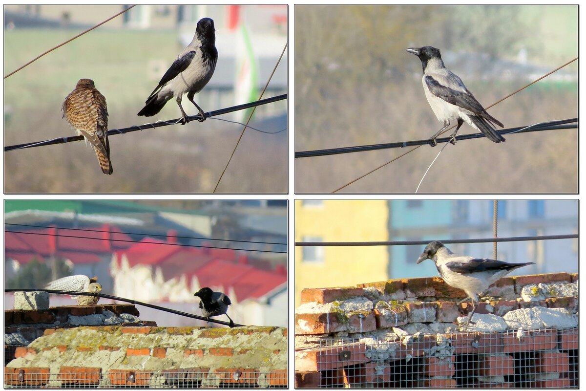Серая ворона в гостях - Сеня Белгородский