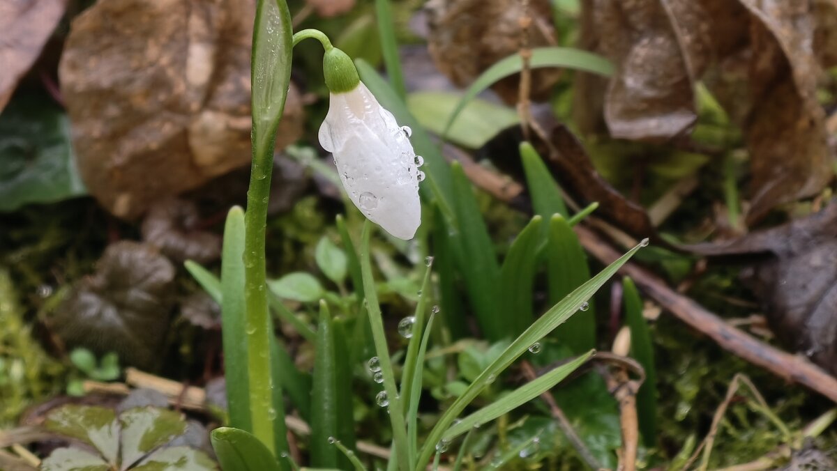 Весна идет- весне дорогу! - Мариша 