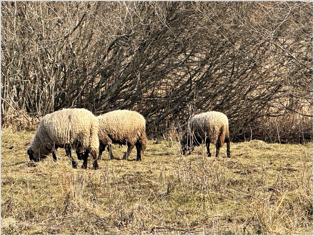 Овцы. - Валерия Комова