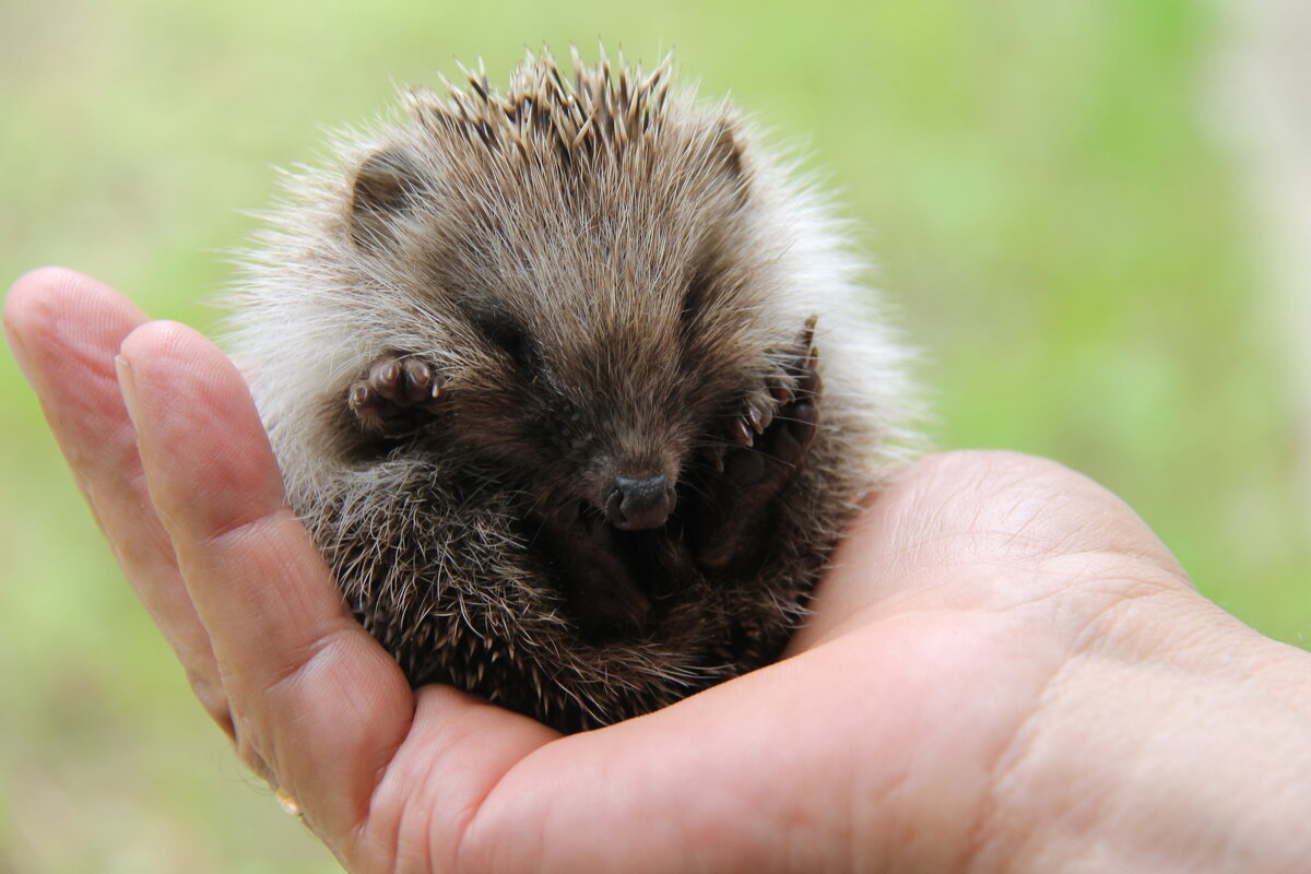 ЕЖИК МАЛЫШ НА ЛАДОНИ- МАЛЕНЬКОЕ ЧУДО! - Валентина 