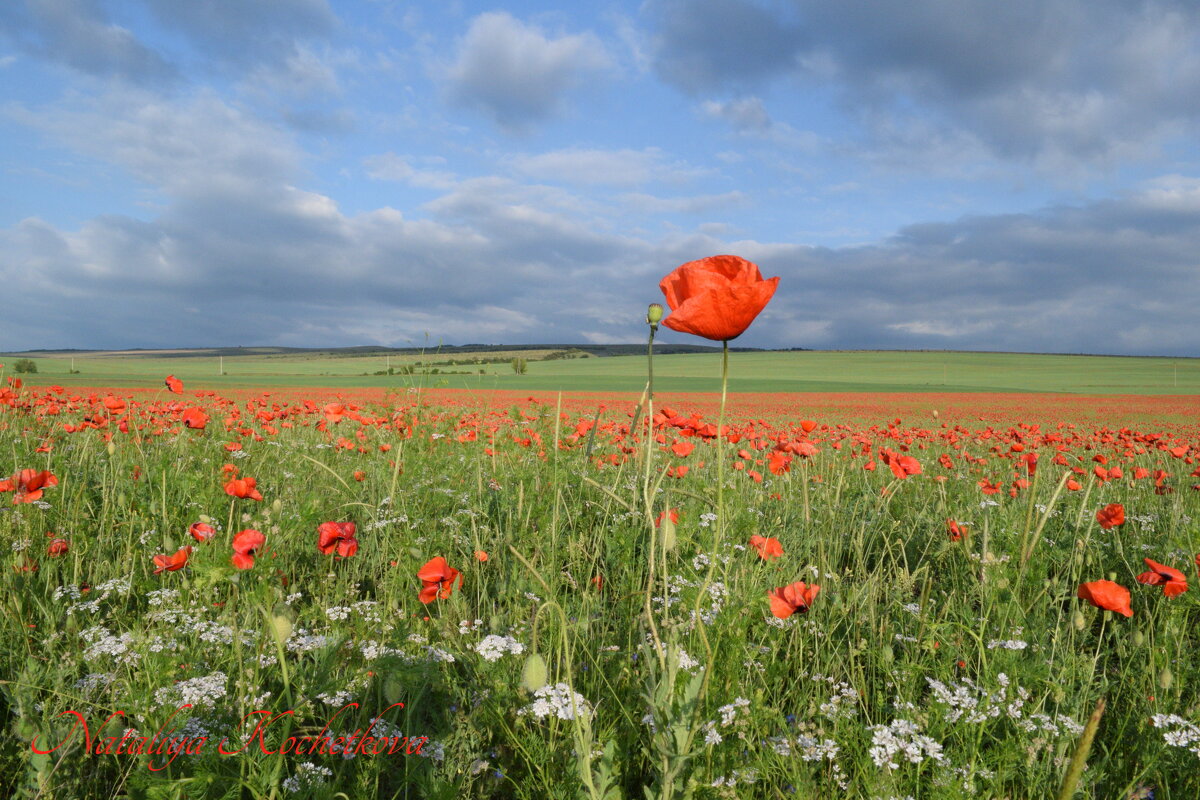 Природа Крыма - Изумительная Космея