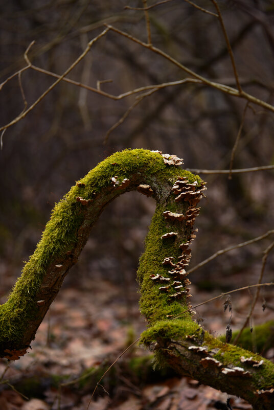 Коряга 1 - Константин Белоногов