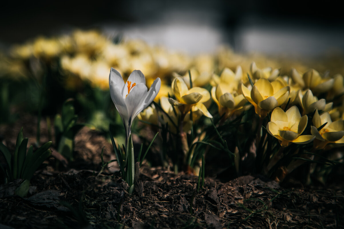 Крокусы - Игорь Шевченко