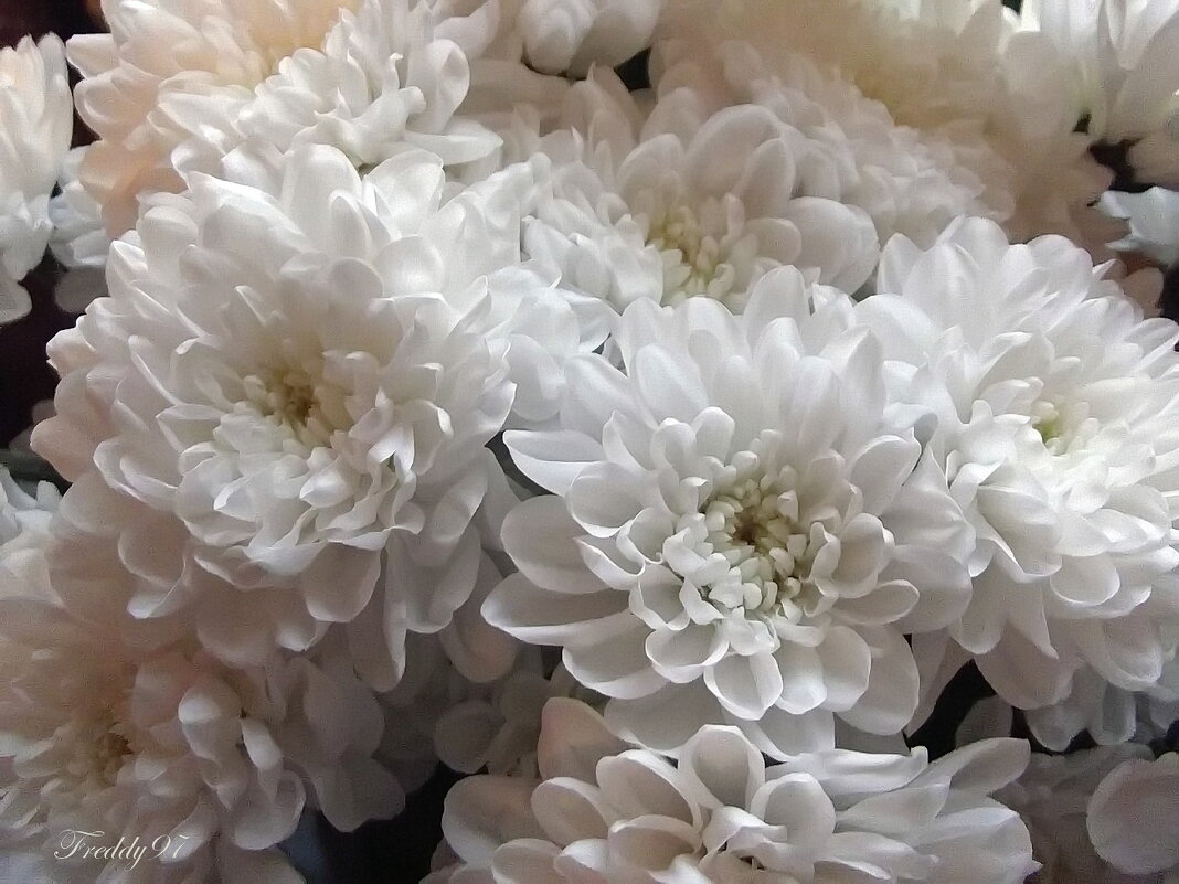 Хризантемы - Freddy 97