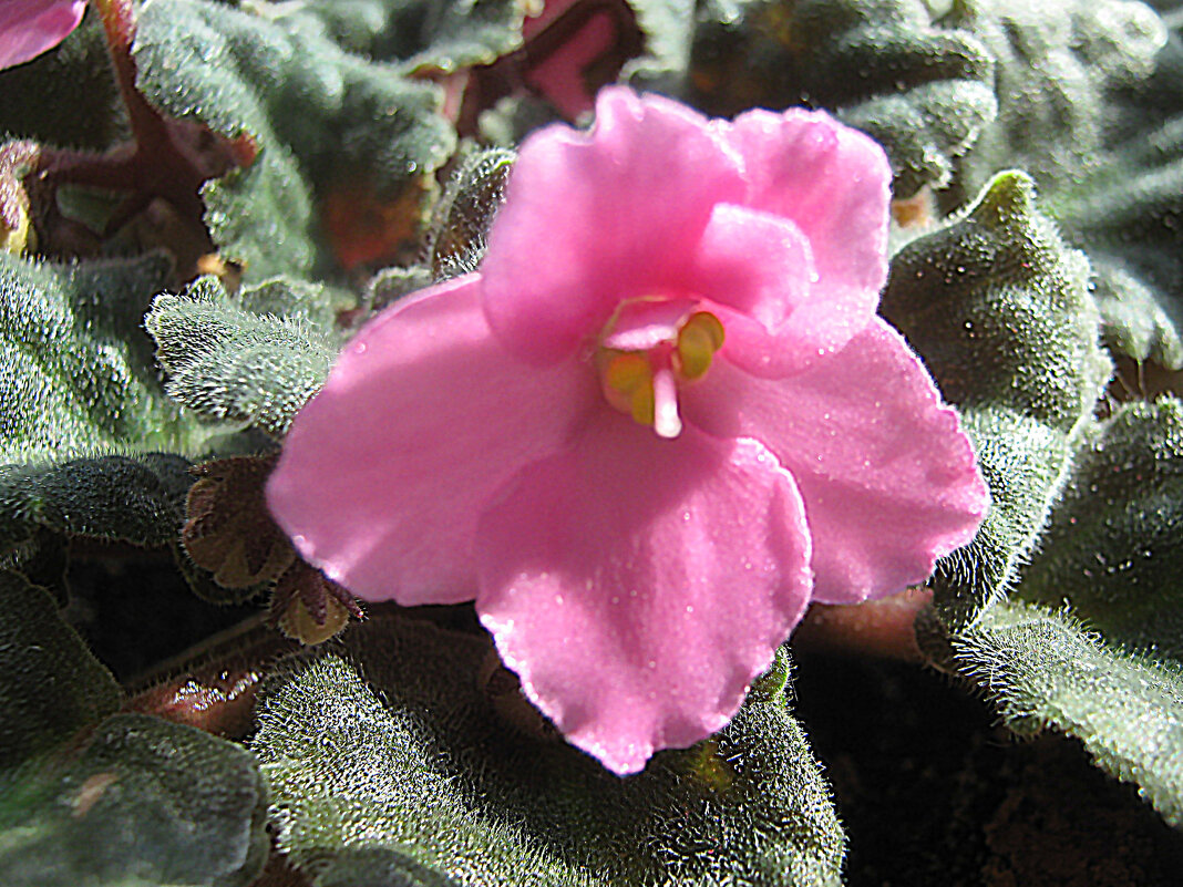 Фиалка - Елена Семигина