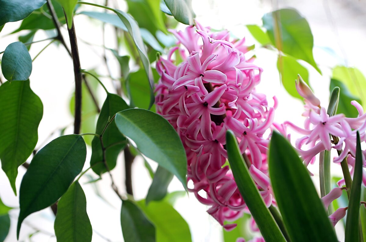 Молодой гиацинт о окна - ZNatasha -