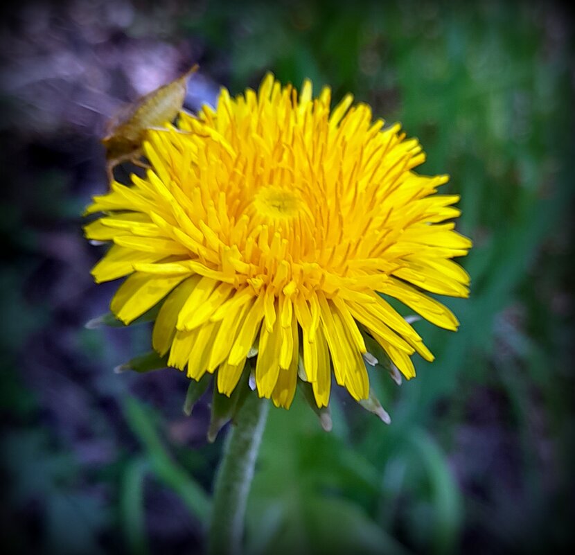 Весенняя радость . - Мила Бовкун