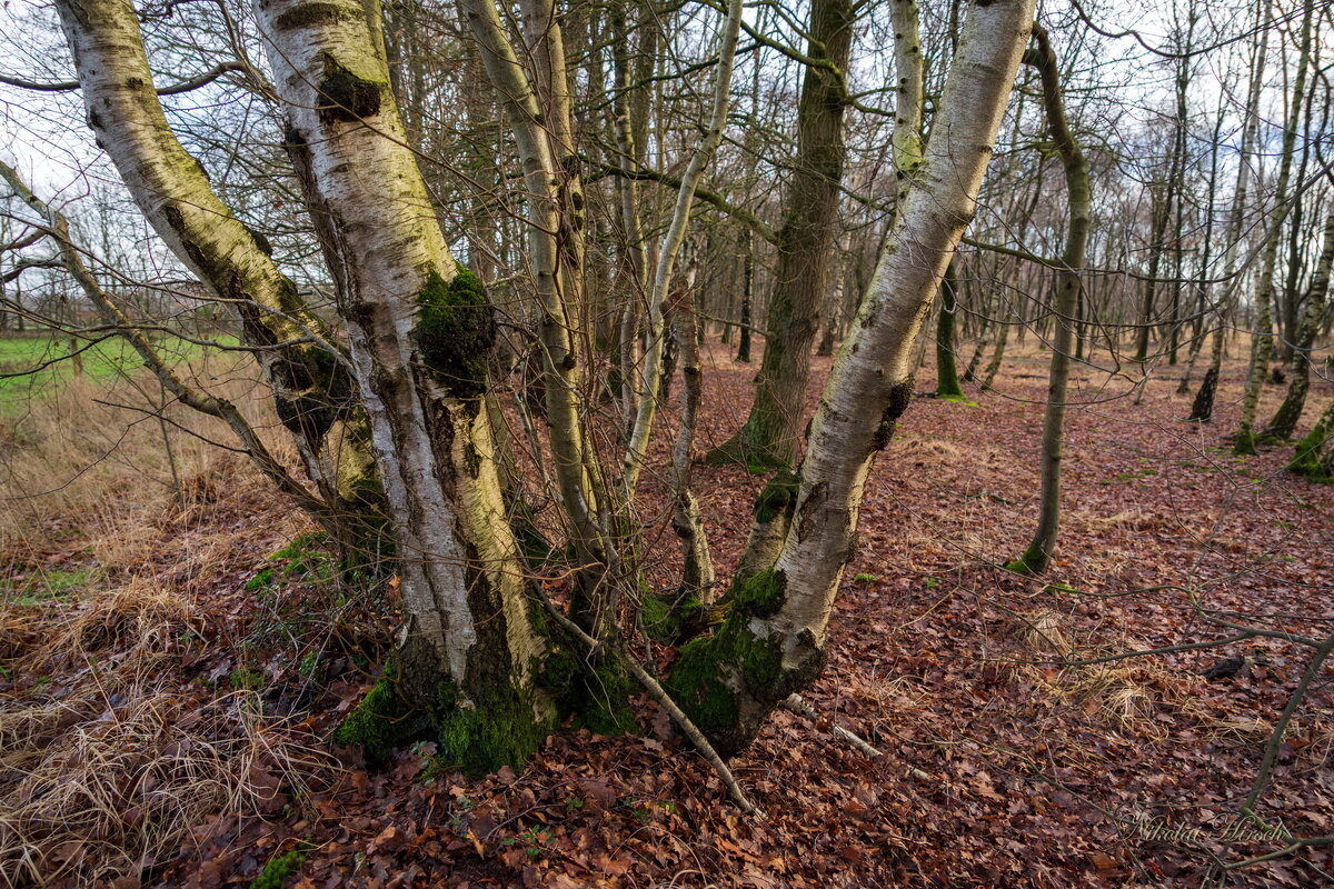 Заповедные берёзы... - Николай Гирш