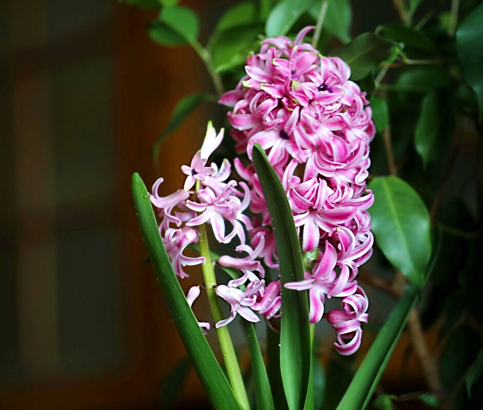 Гиацинт - ZNatasha -