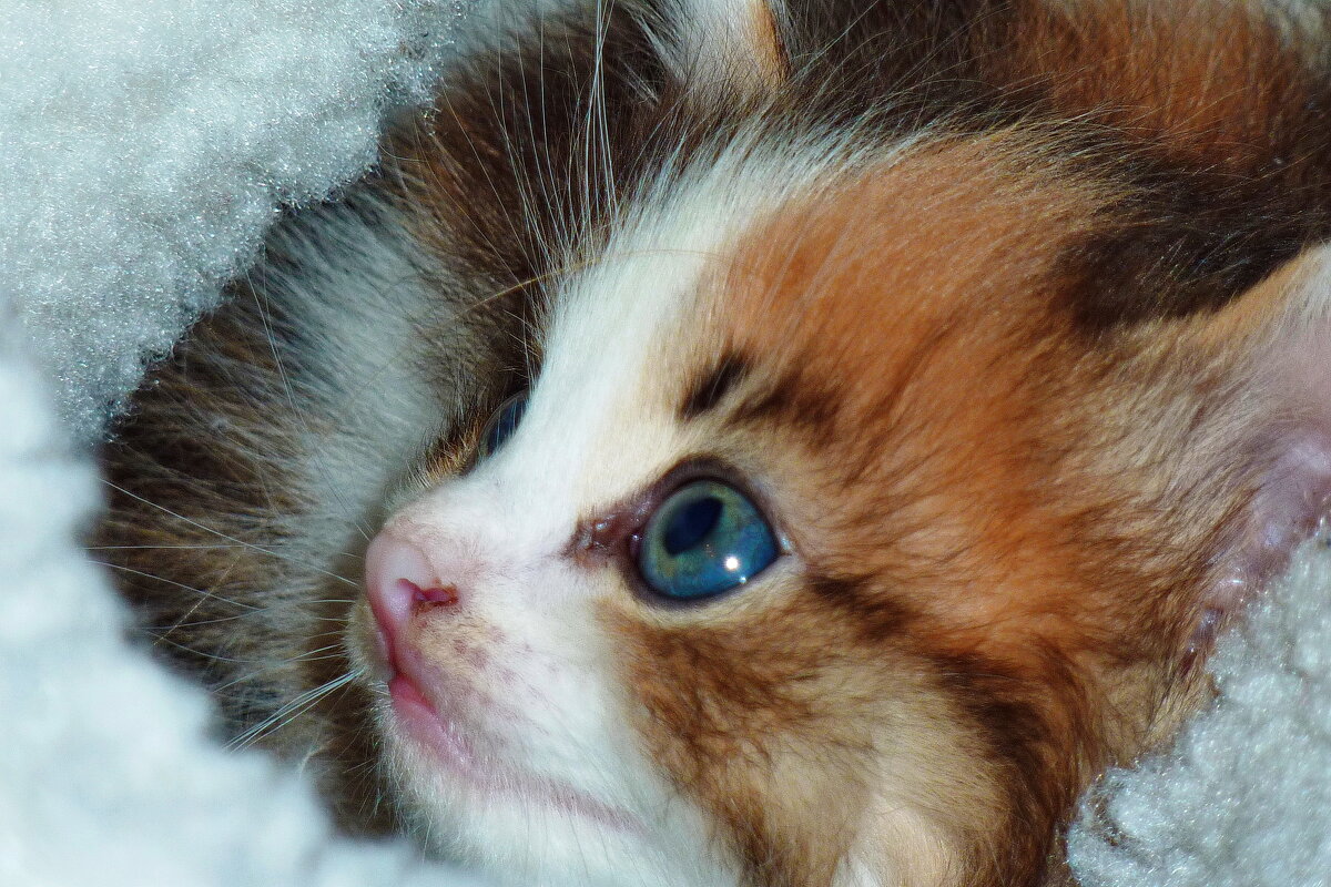 дуська - shasha1950 