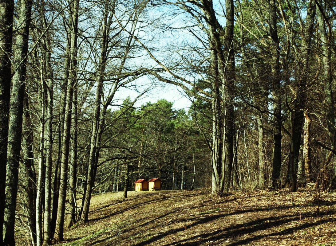 Солнечный день в Ботаническом саду - Aida10 