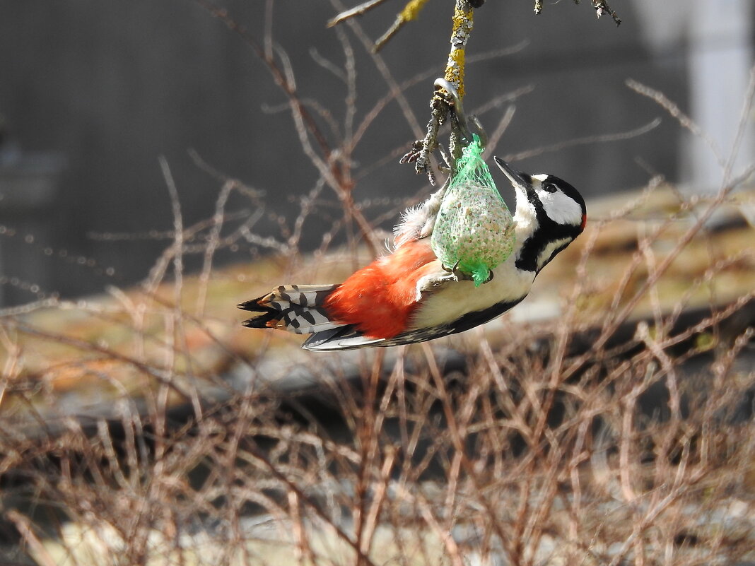 весна - ИННА ПОРОХОВА