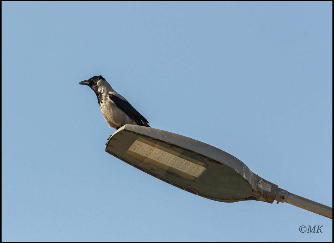 Флюгер - Михаил Кобзев