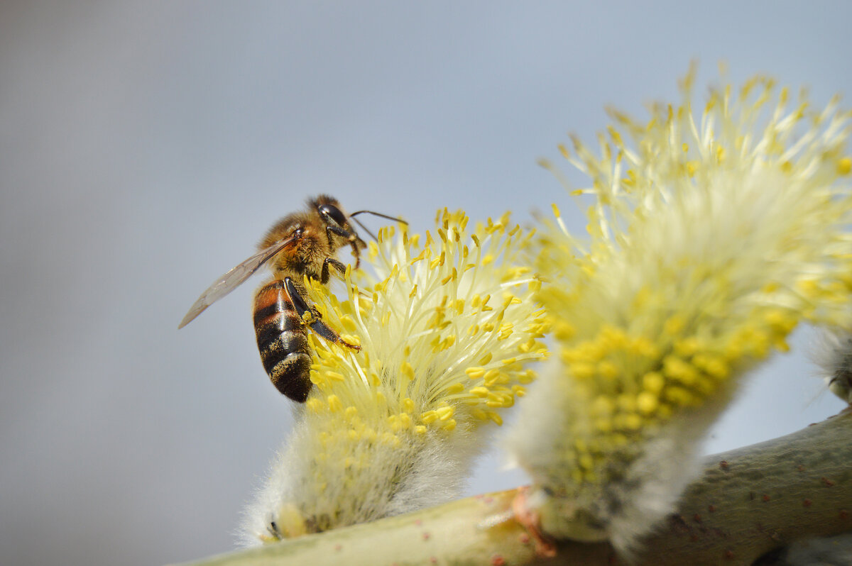 *** - Надежда Куркина 