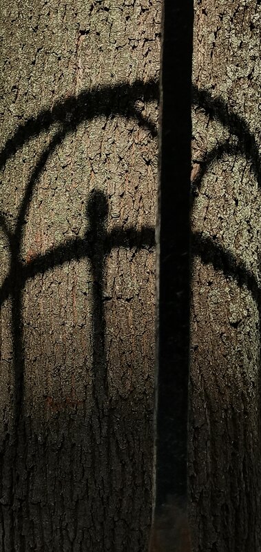 Тень и ствол дерева. - Любимова Ольга 
